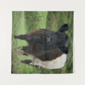 Tenture Vache galloway à ceinture (Devant (Horizontal))