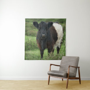 Tenture Vache galloway à ceinture