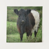 Tenture Vache galloway à ceinture (Devant)