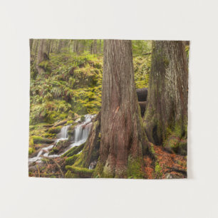 Tenture White Branch Falls, Oregon Cascades, Oregon