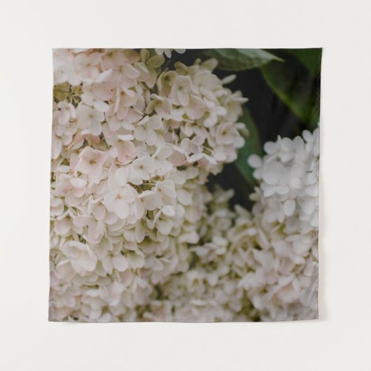 TENTURE WHITE HYDRANGEAS IN BLOOM (Devant)