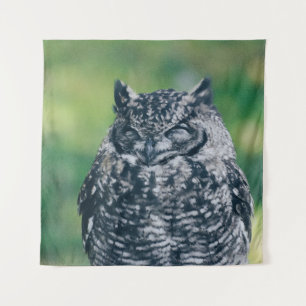 TENTURE WILL OWL DANS LA FORÊT FRANÇAISE
