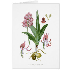 Tephrosanthos d'Orchis