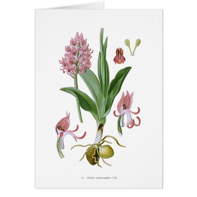 Tephrosanthos d'Orchis (Devant)