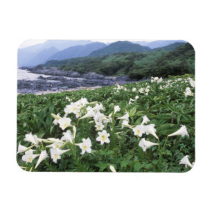 Teppo Yuri (Lily), Yakushima, Kagoshima, Japan Magneet