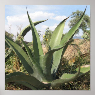 Tequila Plant Poster