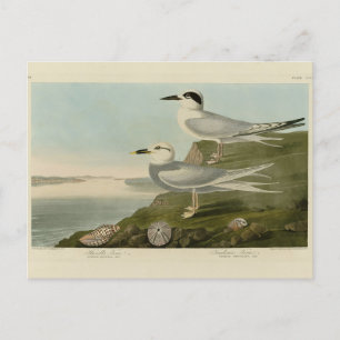 Tern Audubon Birds of America Briefkaart