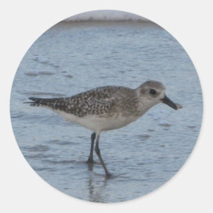 Tern Bird op het strand Sticker