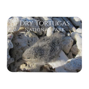 Tern Chick, Struik Key, Dry Tortugas National Park Magneet