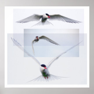 Tern Collectie Poster