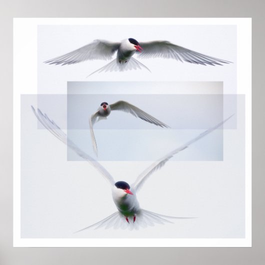 Tern Collectie Poster (Voorkant)