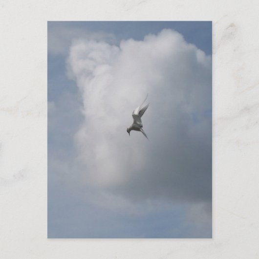 Tern in het Sky briefkaart (Voorkant)