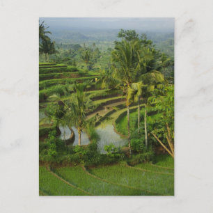 Terrace Ricefield op Bali Briefkaart