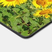 Terrain de tournesol (Coin)