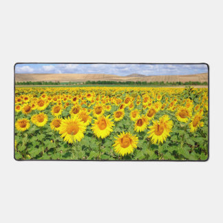 Terrain de tournesol