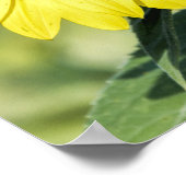 Terrain de tournesol avec affiche de papillon (Coin)