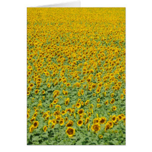 Terrain de tournesol jaune