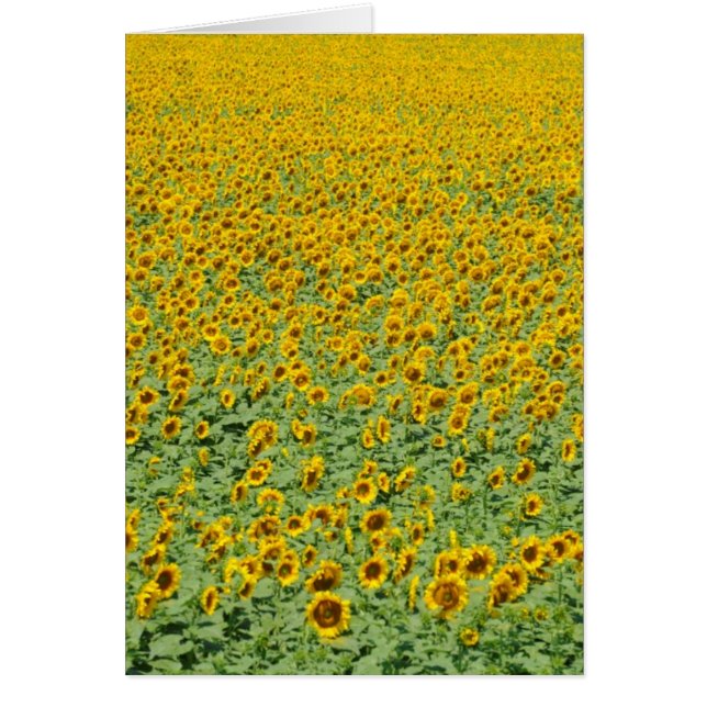 Terrain de tournesol jaune (Devant)