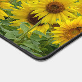 Terrain de tournesol jaune (Coin)