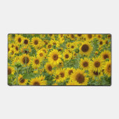 Terrain de tournesol jaune (Recto)