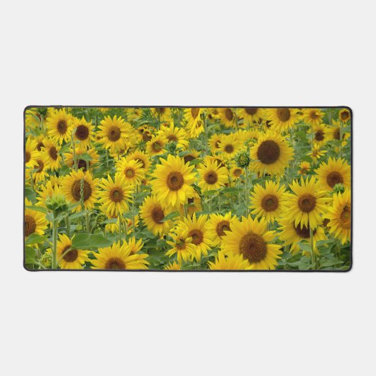 Terrain de tournesol jaune (Recto)