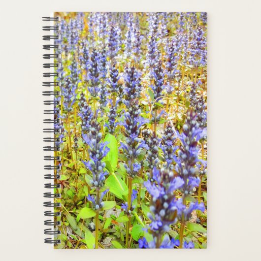 Terrain Joli de fleurs violettes (Devant)