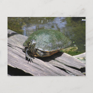 Terrapin Briefkaart