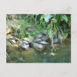 Terrapins, Giardini, Venetië Briefkaart