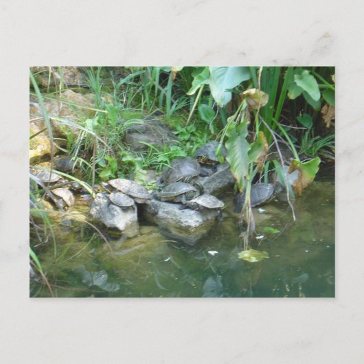 Terrapins, Giardini, Venetië Briefkaart (Voorkant)
