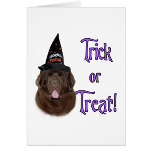 Terre-Neuve (brun) Trick