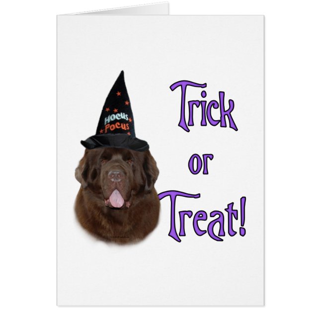 Terre-Neuve (brun) Trick (Devant)