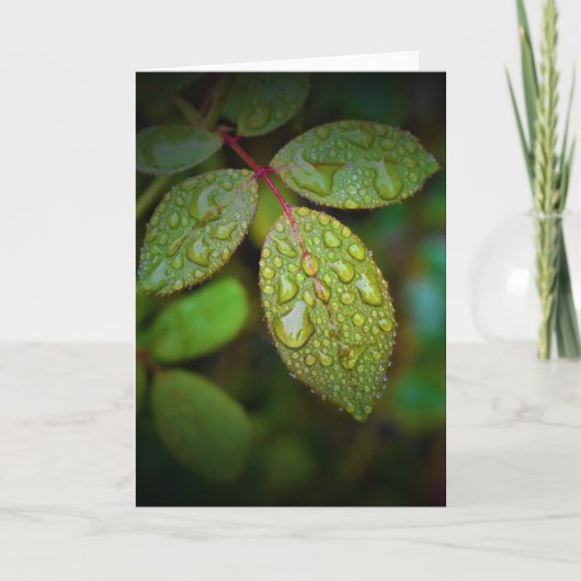 Terre verte, carte (Devant)