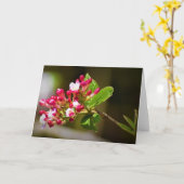Terre verte, carte (Fleur jaune)