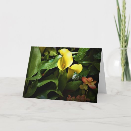 Terre verte, carte (Devant)