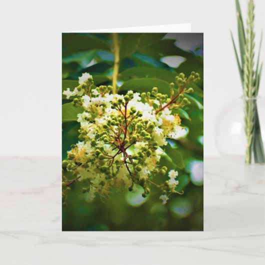 Terre verte, carte (Devant)