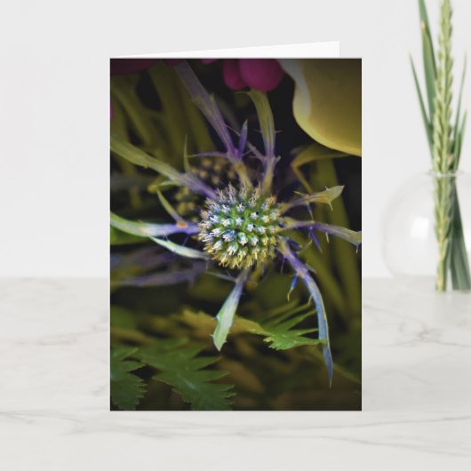 Terre verte, carte (Devant)