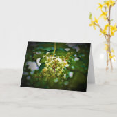 Terre verte, carte (Fleur jaune)