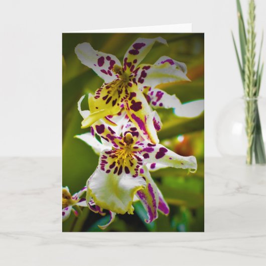 Terre verte, carte (Devant)