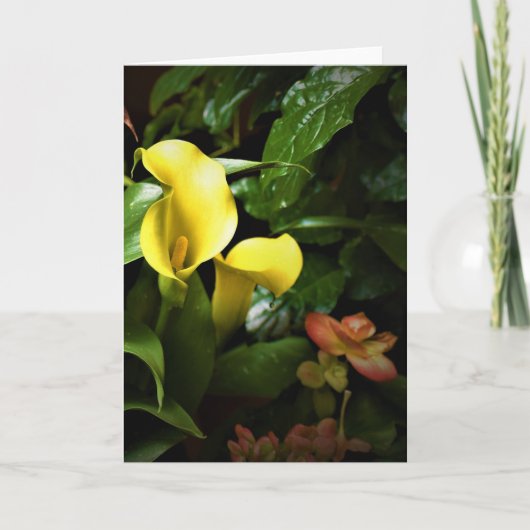 Terre verte, carte (Devant)