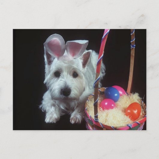 Terrier Bunny - Carte postale (Devant)
