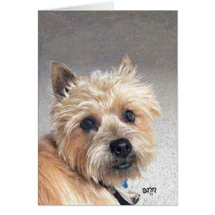 Terrier Cairn doré