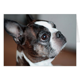 Terrier de Boston