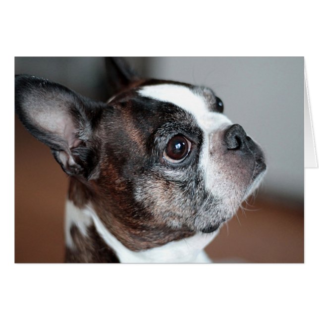 Terrier de Boston (Devant horizontal)