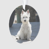 Terrier des montagnes occidental blanc se reposant (devant)