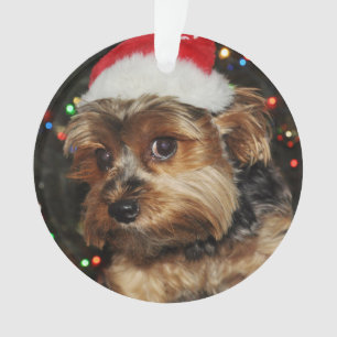 Terrier du Petit Yorkshire avec Santa Hat