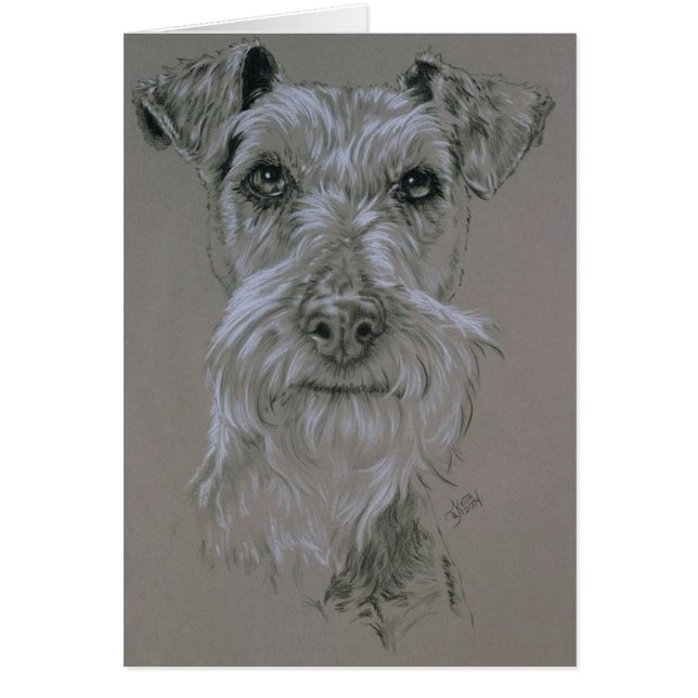 Terrier irlandais (Devant)