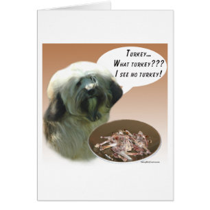 Terrier tibétain Turquie