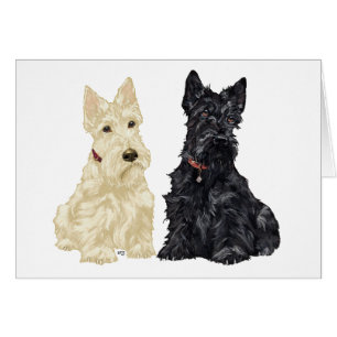 Terriers écossais roux et noirs