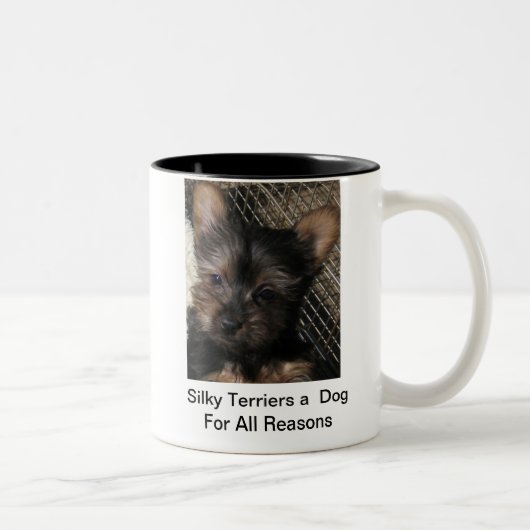 Terriers soyeux un chien pour toute la tasse de (Droit)