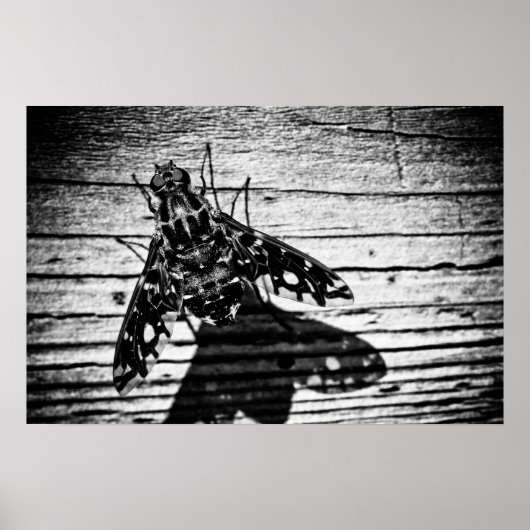 terugvliegen poster (Voorkant)